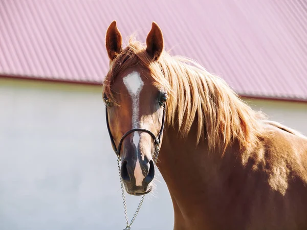 Portrait of  beautiful sorrel young arabian colt — Stock Photo, Image