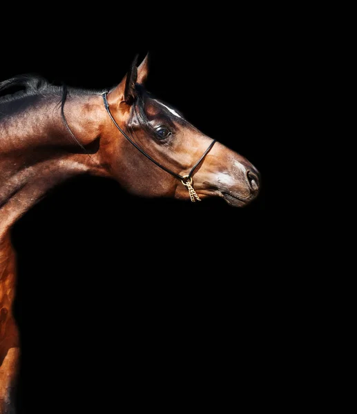 Portrait  of beautiful  bay arabian colt — ストック写真