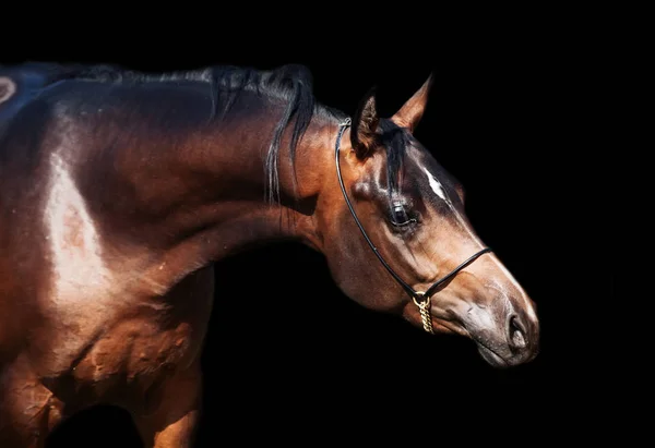 Portrait  of beautiful  bay arabian colt at black background — Stock Photo, Image