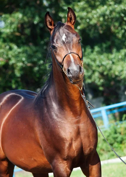 Portrait  of beautiful  bay arabian colt — Stock Photo, Image