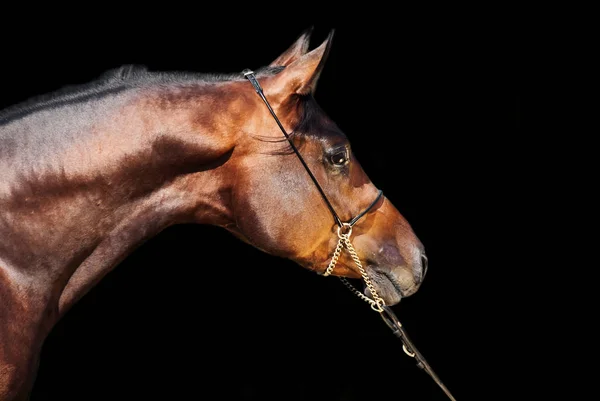 Portrait  of beautiful  bay arabian colt at black background — Stock Photo, Image