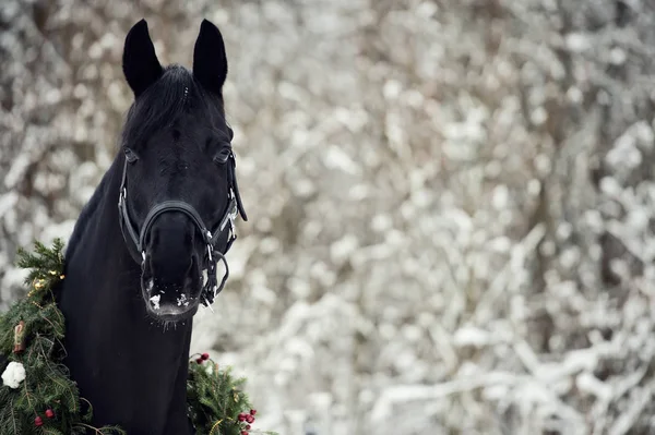 Caballo negro con corona de Navidad. invierno — Foto de Stock