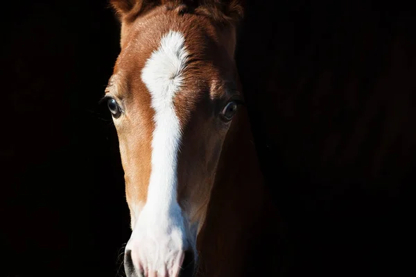 Πορτρέτο της καστανιάς Marwari foal. κοντινό πλάνο — Φωτογραφία Αρχείου