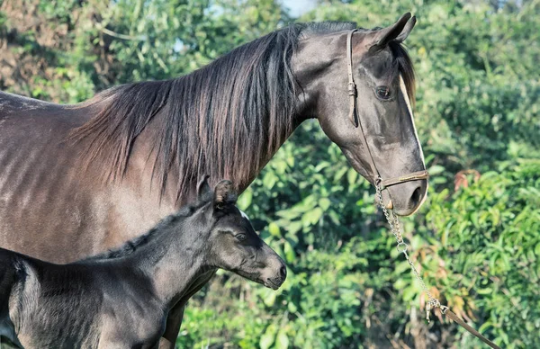 Black Marwari dam with her foal — Stock Photo, Image