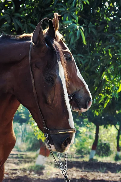 Portrait of Marwari mare with her foal. India — Stock Photo, Image