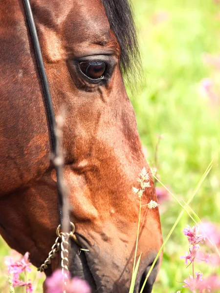 Retrato de caballo de la bahía pastando. de cerca — Foto de Stock