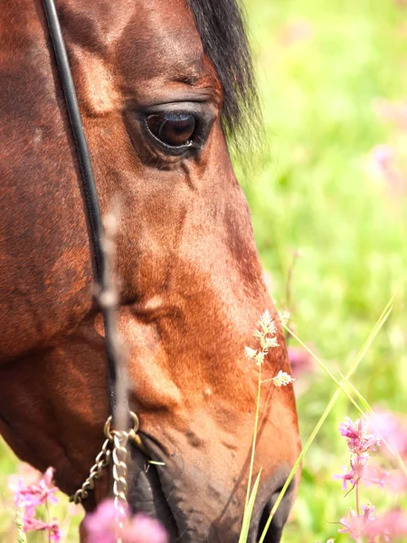 Ritratto di cavallo al pascolo. vicino — Foto Stock