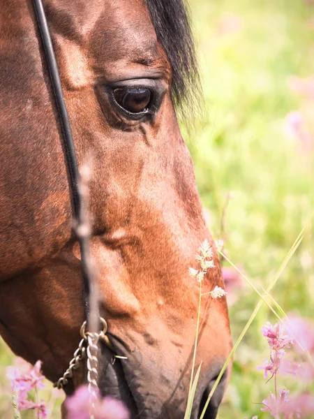 Retrato de caballo de la bahía pastando. de cerca — Foto de Stock