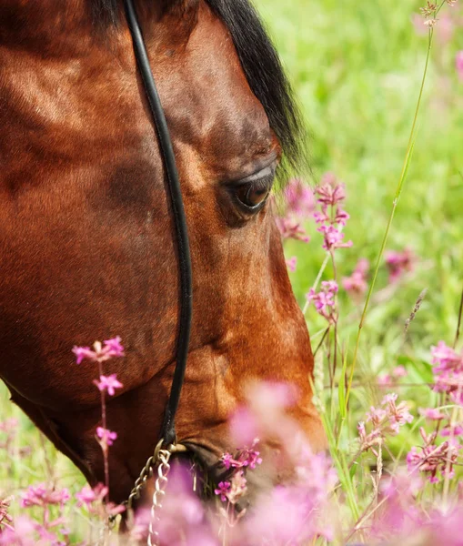 Portrait of grazing bay horse. close up — Stock Photo, Image