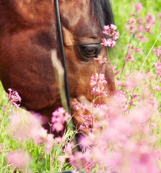 Portrait of grazing bay horse. close up — Stock Photo, Image