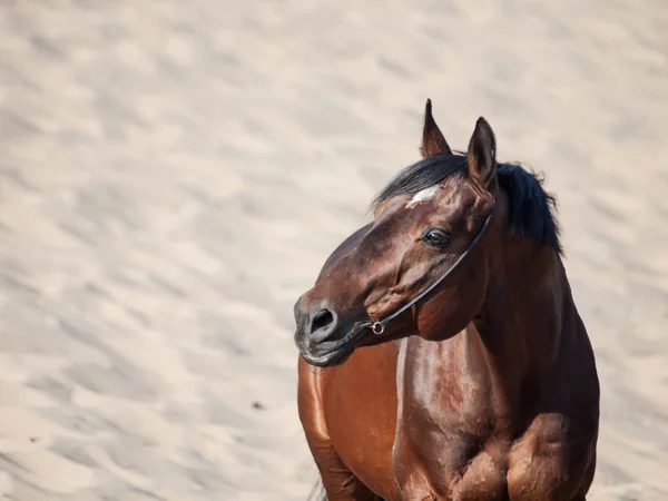 Prachtig ras baai paard in de woestijn — Stockfoto