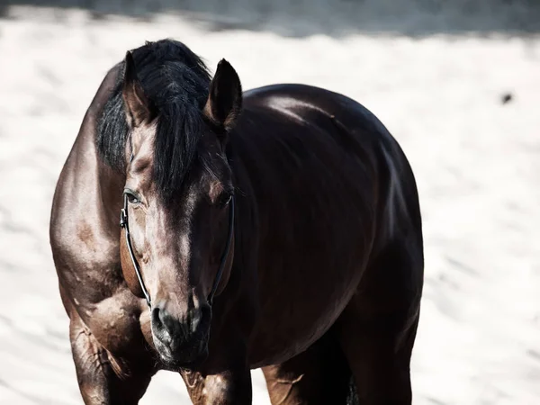 Bonito cavalo de raça no deserto — Fotografia de Stock