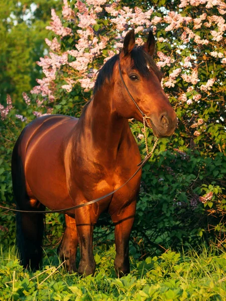 Bay häst på blossom bush bakgrund i sista solstrålarna — Stockfoto