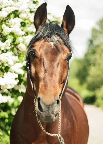 Porträtt av bay häst på blossom bush bakgrund — Stockfoto