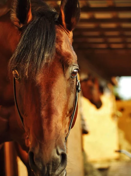 Retrato de caballo de la bahía en el fondo estable. de cerca —  Fotos de Stock