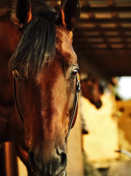 Portrait of bay horse at stable background. close up — Stock Photo, Image