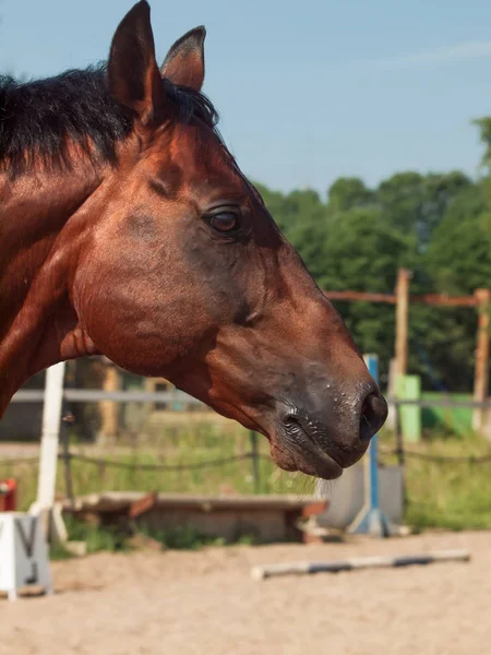 Retrato de caballo de la bahía en el fondo de manege deportivo. de cerca — Foto de Stock