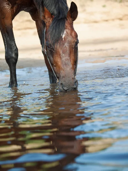 Retrato de baía bebendo cavalo. de perto — Fotografia de Stock