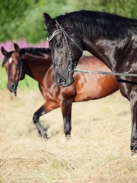 Portrait of two walking horses in field with hay — Stock Photo, Image