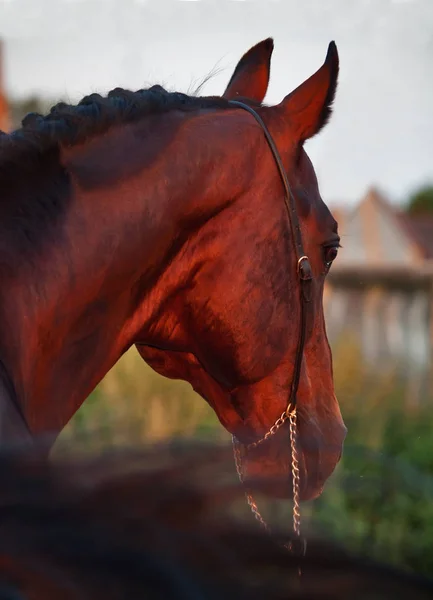 Portrait of red-bay stallion at last rays of sun — Stock Photo, Image
