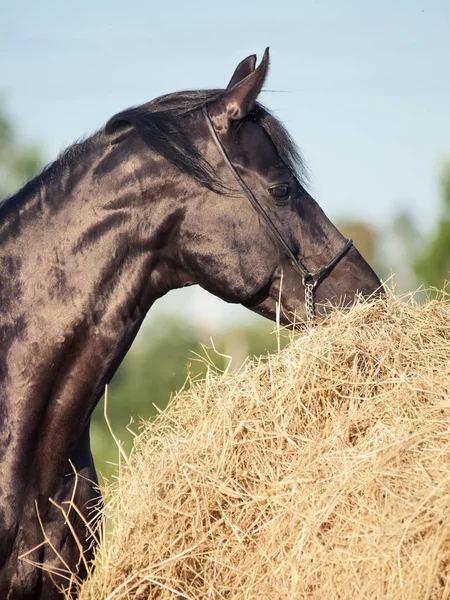 Portrét z černého koně poblíž sena — Stock fotografie
