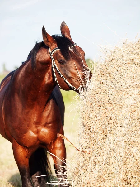 Eating hay bay horse from haystack in field — Stock Photo, Image