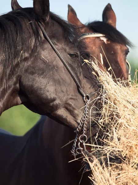 Portrait of  couple stallions  eating  hay. close up — Stock Photo, Image