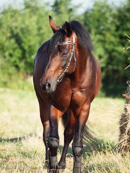 Portrait of red-bay stallion in field with hay — Stock Photo, Image