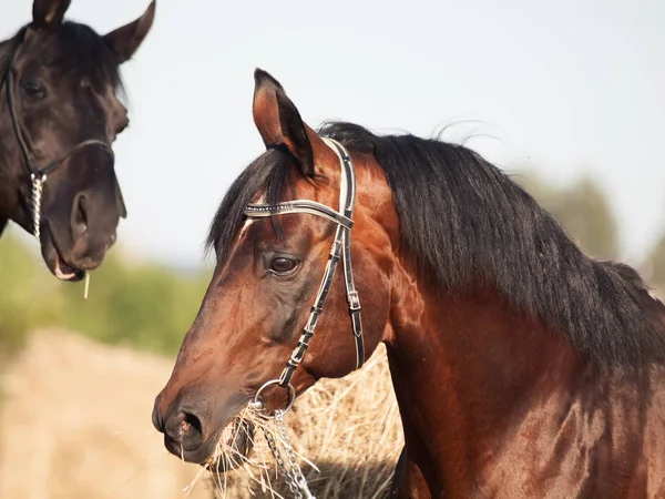 Porträt brauner und schwarzer Hengste — Stockfoto