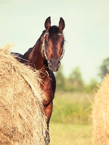 干し草をほぼスポーツ馬 — ストック写真