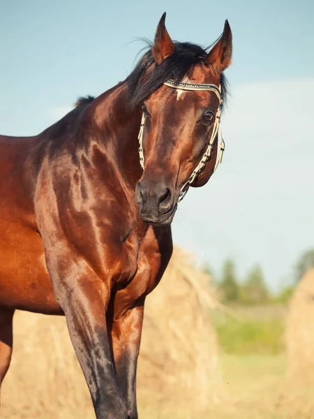Retrato de Bay cavalo esportivo correndo em campo com palheiro — Fotografia de Stock