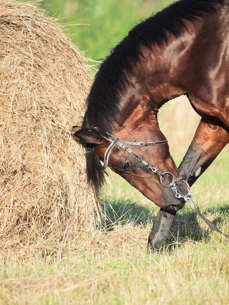 Retrato de Bay caballo deportivo en el campo con pajar —  Fotos de Stock