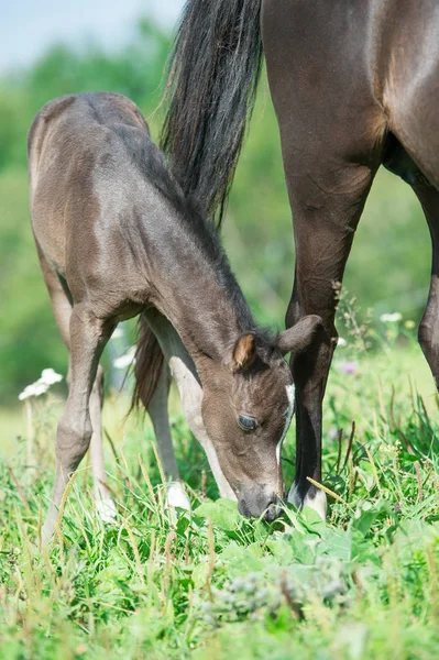 Ponny föl med mamma på ängen — Stockfoto