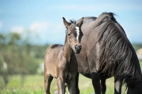 Pony foal with mom  in the meadow — Stock Photo, Image