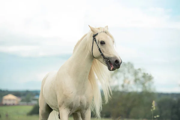 Hermoso semental pony crema en el prado —  Fotos de Stock