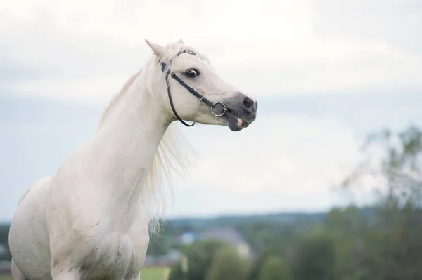 Vackra grädde ponny hingst med lång mane. molnig dag — Stockfoto