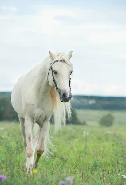 Beautiful cream pony stallion wilking in the field. cloudy day — Stock Photo, Image