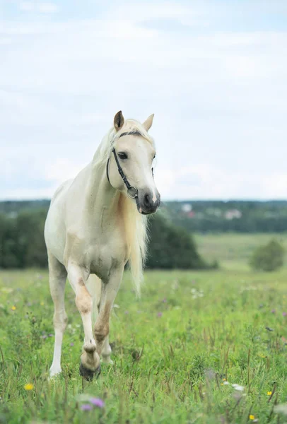 Krásná krémová pony hřebec wilking v poli. zamračený den — Stock fotografie