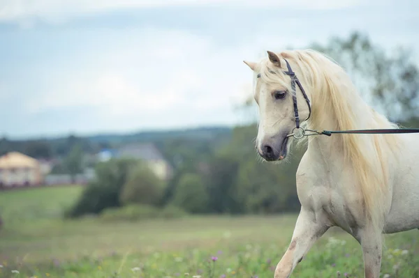 Beautiful cream pony stallion with long mane. cloudy day — Stock Photo, Image