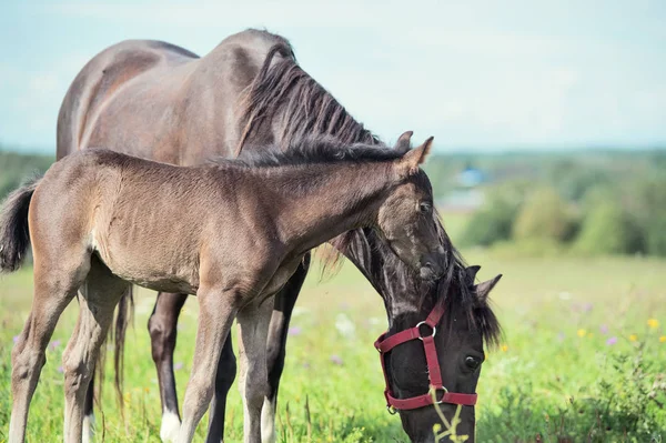 牧草地で母とポニー馬 — ストック写真