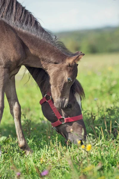 Pony potro con mamá en el prado —  Fotos de Stock