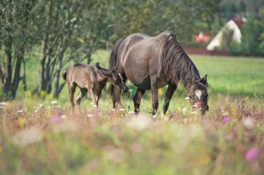 Midilli tayı çayırda annemle 