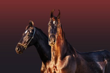 black Marwari mares posing together at gradient background clipart