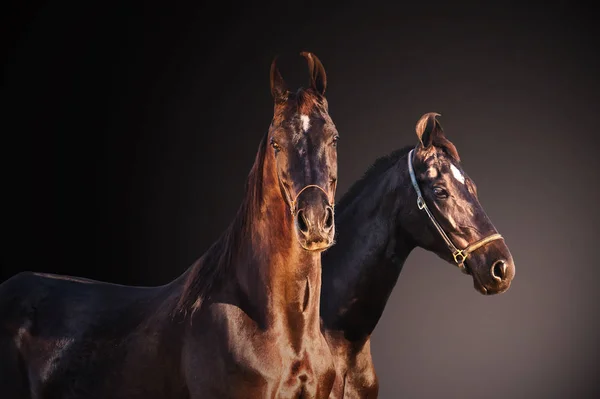 Zwarte gelegen merries poseren samen op donkere grijze verlopende backg — Stockfoto