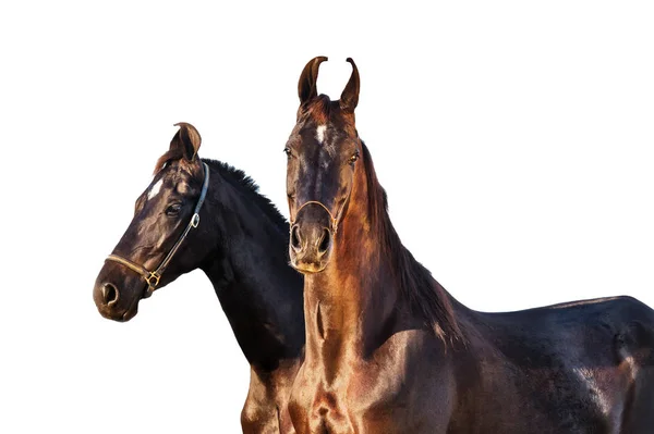 明るい背景で一緒にポーズ Marwari 馬を黒します。 — ストック写真