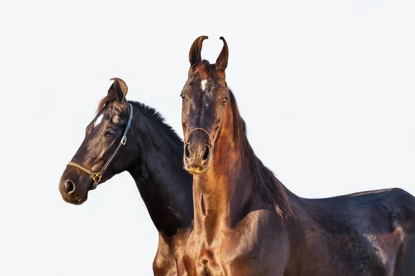 Black Marwari mares posing together at light background — Stock Photo, Image