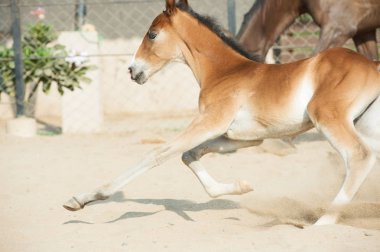 Marwari kestane colt padok çalıştırıyor. Hindistan
