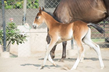 Marwari kestane colt padok çalıştırıyor. Hindistan