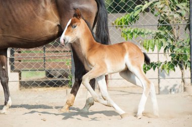 Marwari kestane colt padok çalıştırıyor. Hindistan