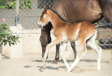 Marwari kestane colt padok çalıştırıyor. Hindistan